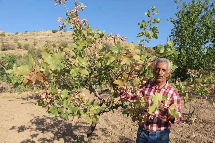 Siirt'te, ülke ekonomisine 10 milyar lira gelir sağlayan fıstık hasadı sona erdi