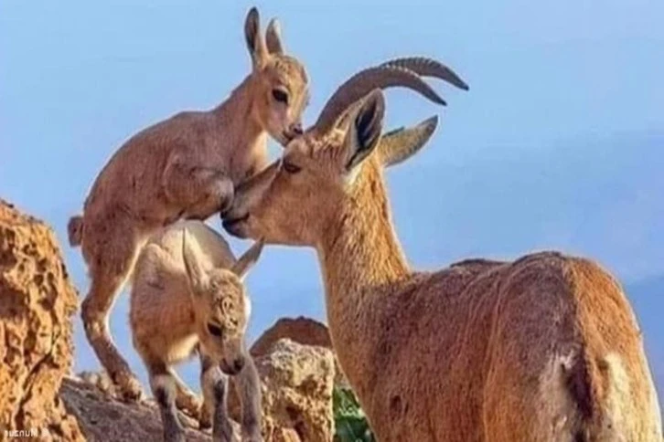 Siirt'te yaban keçileri görüntülendi