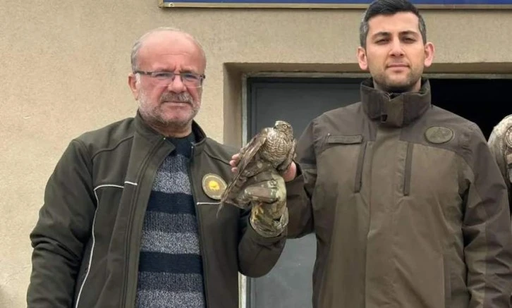 Siirt'te Yaralı Atmaca Tedavisinin Ardından Doğaya Bırakıldı