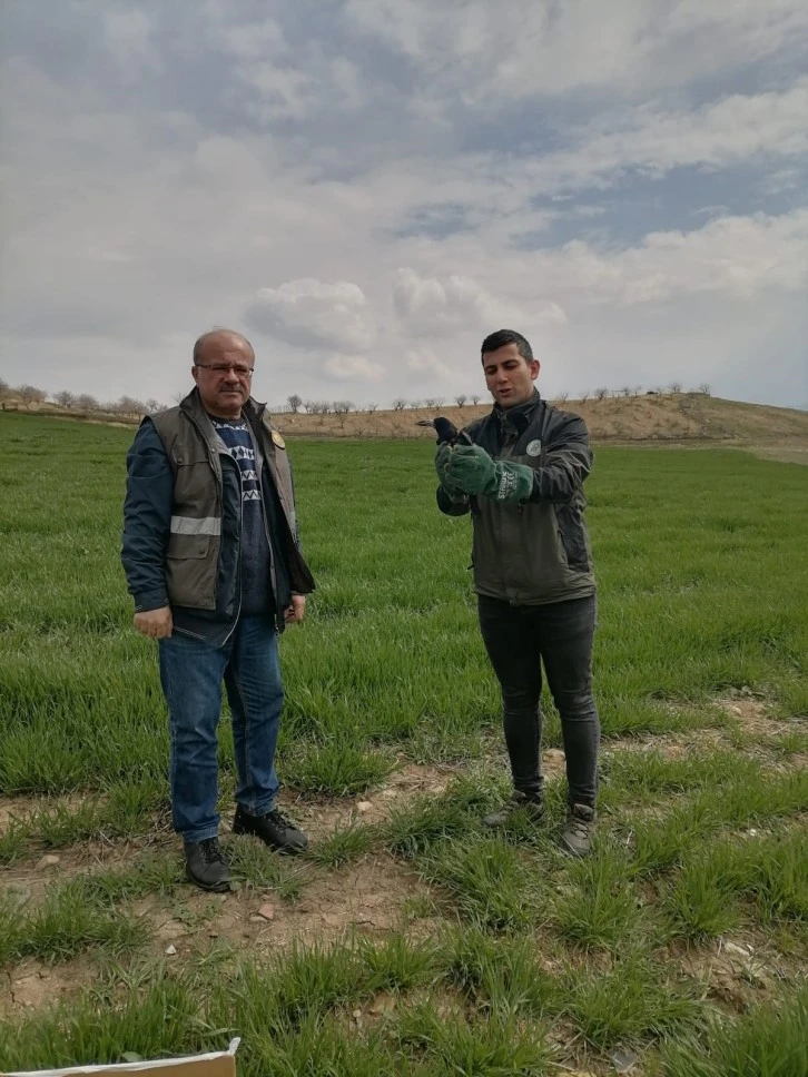 Siirt'te yaralı bulunan kuzgun tedavisinin ardından doğaya salındı