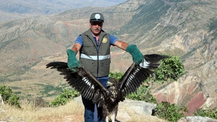 Siirt'te Yaralı Kaya Kartalı 3 Günlük Tedavi Sonrası Doğaya Kavuştu