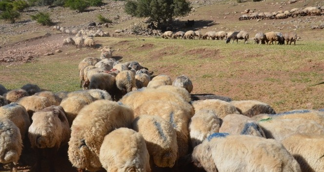 Siirt'ten batıdaki illere gönderilecek kurbanlıklar hazır