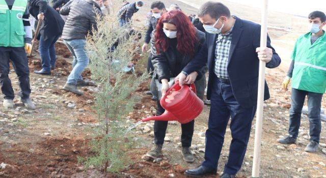 Siirt'te 5 bin fidan toprakla buluştu