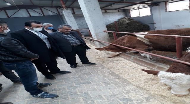 Siirt'te büyükbaş süt işletmesi faaliyete geçti