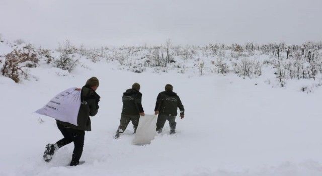 Siirt'te yabani hayvanlar unutulmadı