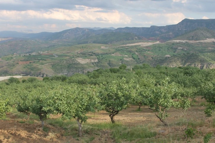 Siirtli fıstık üreticileri uyarıldı