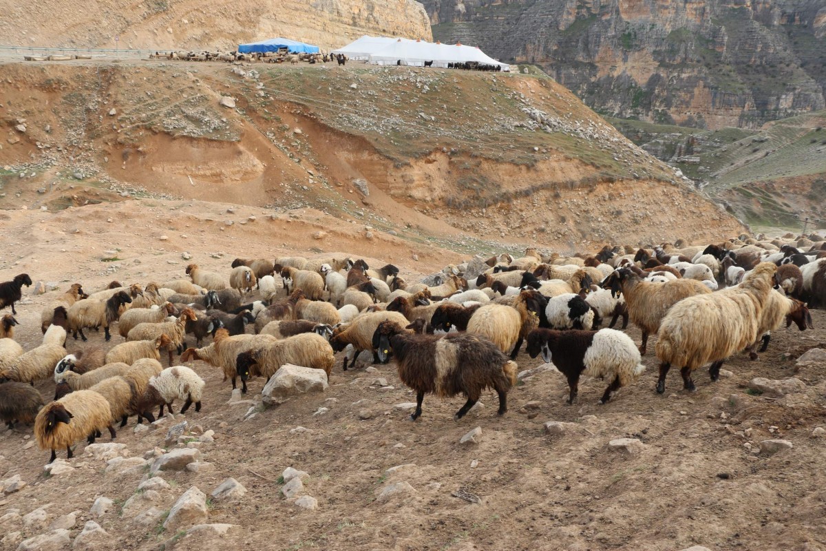 Siirt'te büyük ve küçükbaş hayvanlar için küpeleme başladı