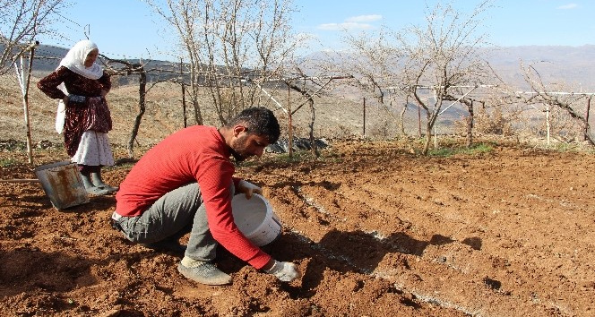 Siirt'te çiftçinin 'Soğan' mesaisi başladı