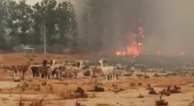 Şili'de orman yangını gökyüzünü turuncuya çevirdi