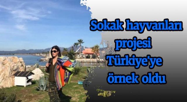 Sokak hayvanları projesi Türkiye'ye örnek oldu