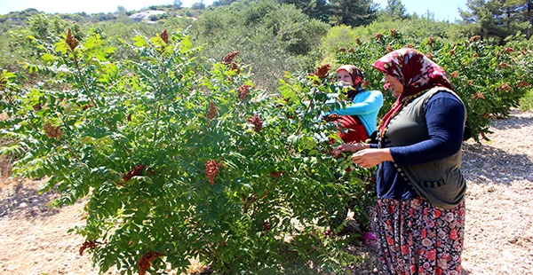 Sumak Hasadı Başladı