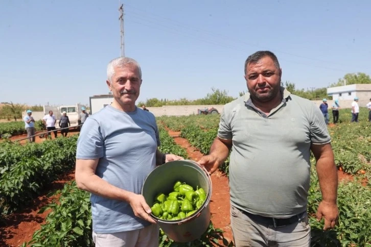 Tahmazoğlu, çiftçilerle tarlada domates ve biber topladı