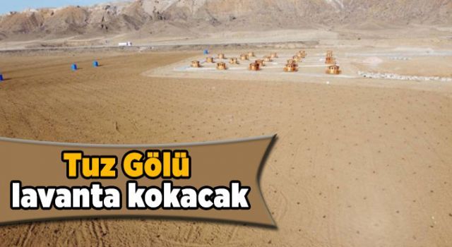 Tuz Gölü lavanta kokacak