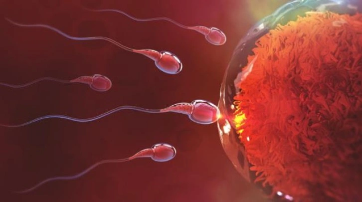 Uzmanlardan erkeklere uyarı: Kafein, sperm hücrelerinin hareketlerini bozuyor