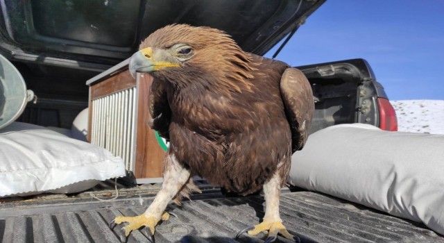 Van'da yaralı Kartal tedavi altına alındı