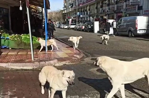 Vatandaş çözüm bekliyor