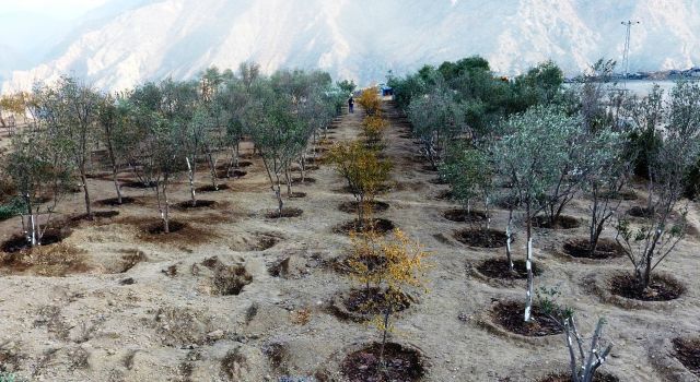 Yusufeli'nde ağaç rekoru kırıldı