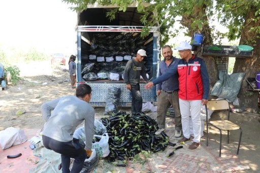 125 Tonluk Hasat Beklentisi