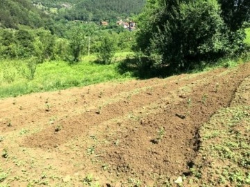 40 yıl Avrupa'da yaşadı, memleketine dönüp aronya bahçesi kurdu