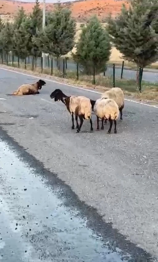 50 Koyun Esrarengiz Şekilde Telef Oldu
