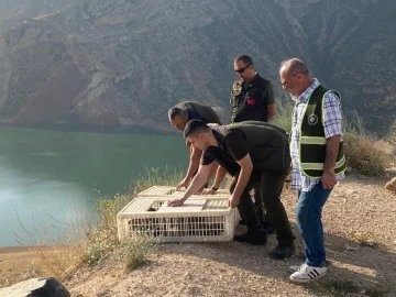 600 kınalı keklik Botan Vadisinde doğaya salındı