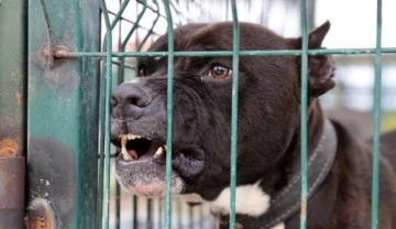 7 kişiyi ısıran köpek kuduz çıktı, mahalle karantinaya alındı