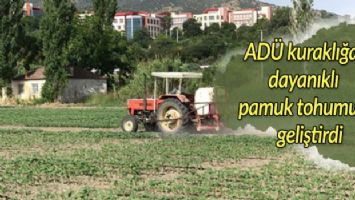 ADÜ kuraklığa dayanıklı pamuk tohumu geliştirdi