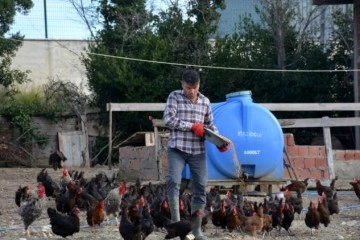 Afgan Ramazani Sinop'ta yumurta üretimi yapıyor