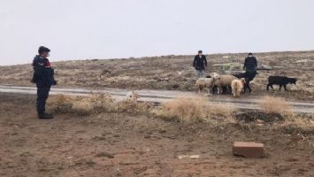 Aksaray&#039;da kayıp hayvanlar İHA&#039;yla bulundu