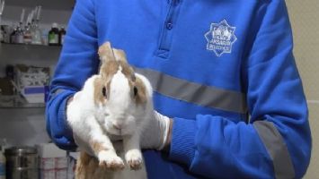 Aksaray&#039;da yaralı tavşan tedaviye alındı