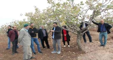 Aldıkları eğitimle fıstık üreticileri rekoltede 2 kat artış sağlayacak