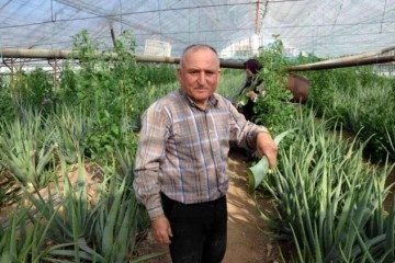 Aloe vera eken adam, 4 dönümden 90 bin lira gelir sağladı