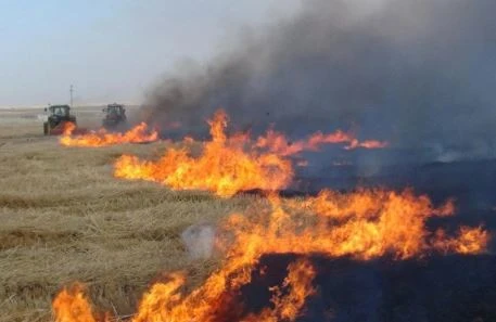 Anız yakanlar hakkında işlem yapılmalı
