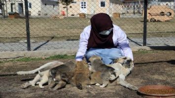 Annesiz kalan 7 yavru köpeği başka köpek sahiplendi