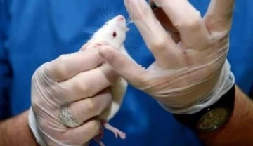 Araştırmada ortaya çıktı... Bir sonraki koronavirüs salgını farelerden gelebilir