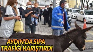 Aydın&#039;da sıpa trafiği karıştırdı!