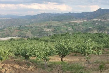 Bağlarda hırsızlık olayları korkutuyor