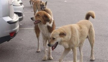 Bakanlık tehlike arz eden 5 bin 160 köpeğe mikroçip taktı