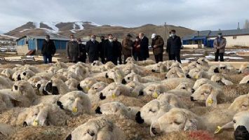 Bayburt&#039;ta besicilere koyunları verildi