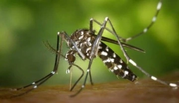 Bilim insanları sivri sineklerin genlerini değiştiriyor! Süper sivri sinekler geliyor