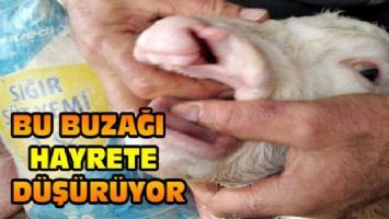 Bu buzağı hayrete düşürüyor!