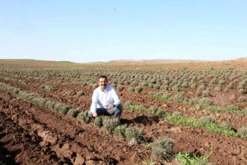 Bu ürün dünyada da ilgi görüyor, Siirt'te yetiştirilmeye başlandı