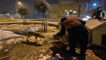 Buca Belediyesi, soğuk havalarda minik dostlarını unutmadı