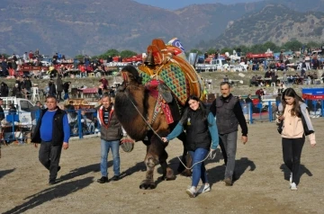 Buharkent'te 150 pehlivan deve şampiyonluk için güreşti