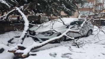 Kar yükünü kaldıramayan ağaç otomobilin üstüne yıkıldı (ÖZEL HABER)