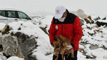 Bursa&#039;da yavru köpekler donmaktan kurtarıldı