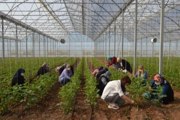 Büyükşehir, Üreten Kadın Çiftçilere yönelik Tarım Eğitimlerini sürdürüyor!