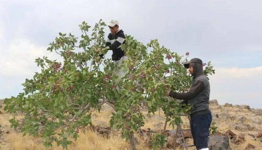 &Ccedil;ift&ccedil;ide rekolte heyecanı