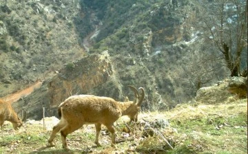 Dağ keçileri Eruh'ta görüntülendi