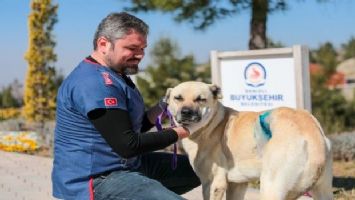 Denizli&#039;de köpeğin vücudundaki tümör ameliyatla alındı